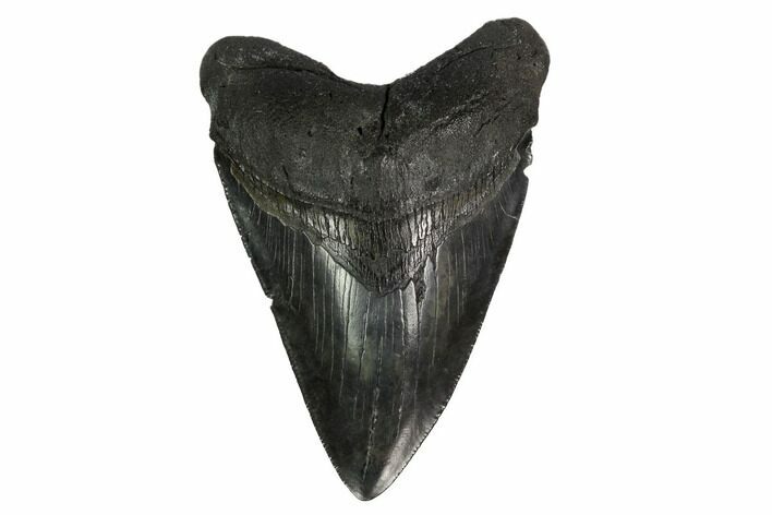 Fossil Megalodon Tooth - South Carolina #167996